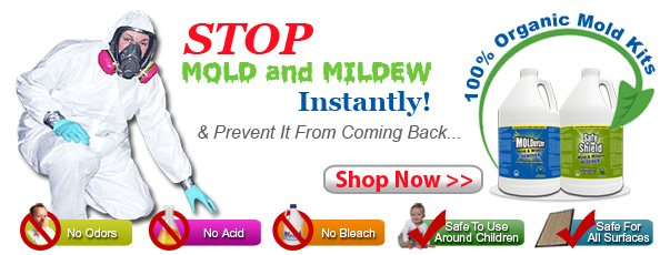 Stop Black Mold With Green Mold Kits